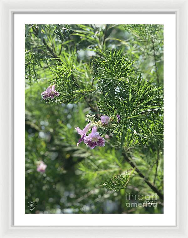 Desert Willow Whispers - Framed Print