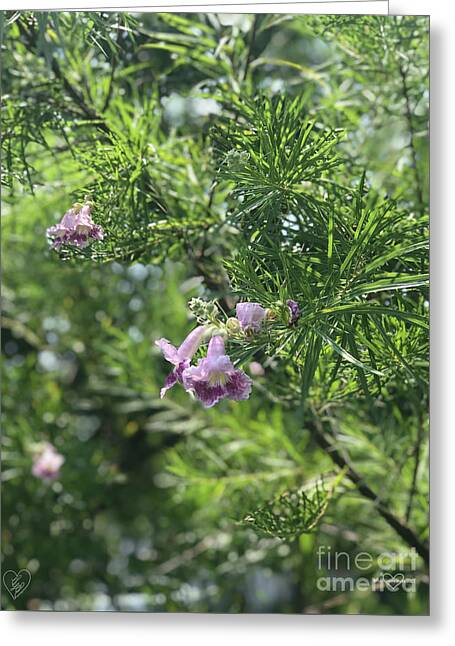 Desert Willow Whispers - Greeting Card