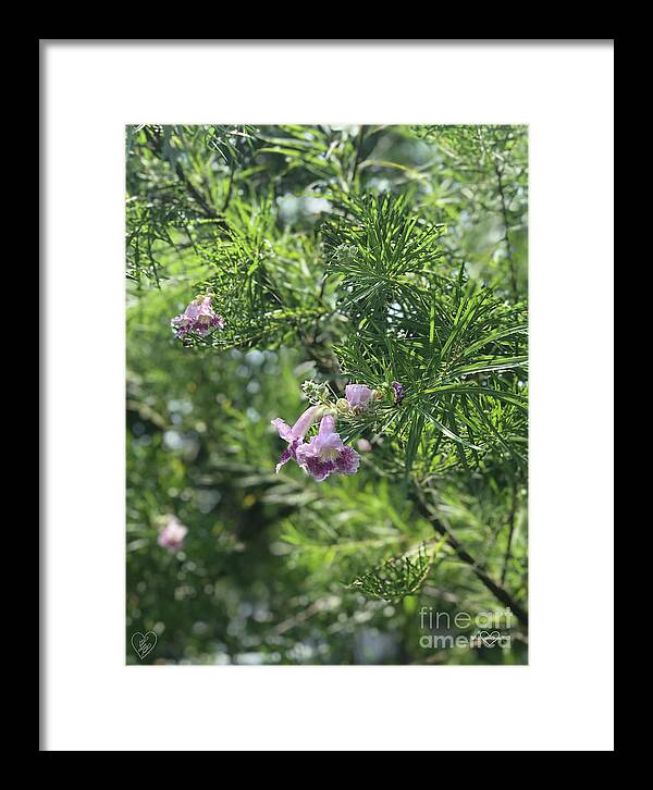 Desert Willow Whispers - Framed Print