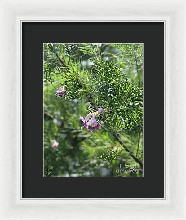 Desert Willow Whispers - Framed Print