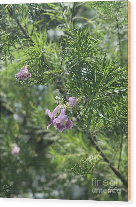 Desert Willow Whispers - Wood Print