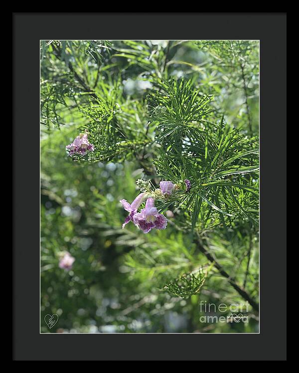 Desert Willow Whispers - Framed Print