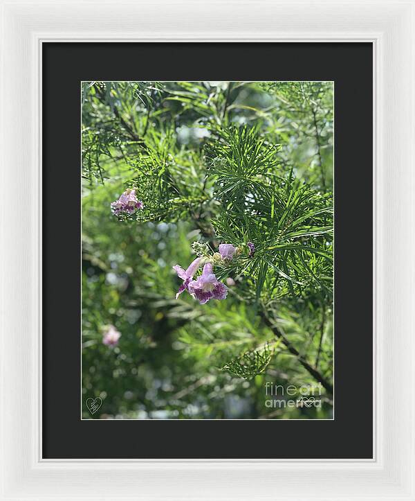 Desert Willow Whispers - Framed Print