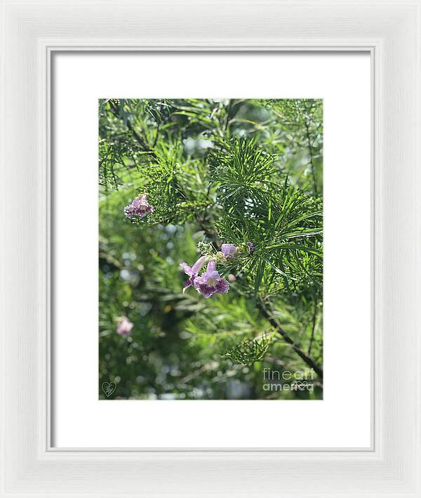 Desert Willow Whispers - Framed Print