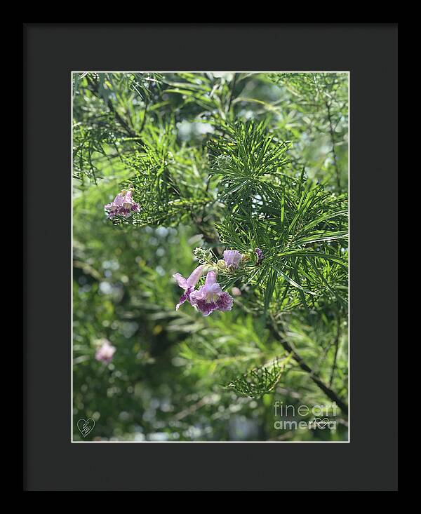 Desert Willow Whispers - Framed Print