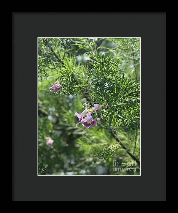 Desert Willow Whispers - Framed Print