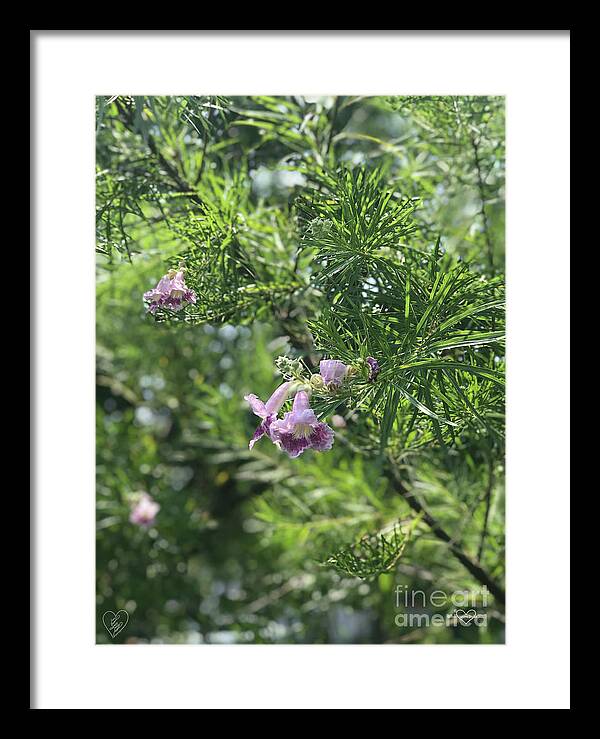 Desert Willow Whispers - Framed Print