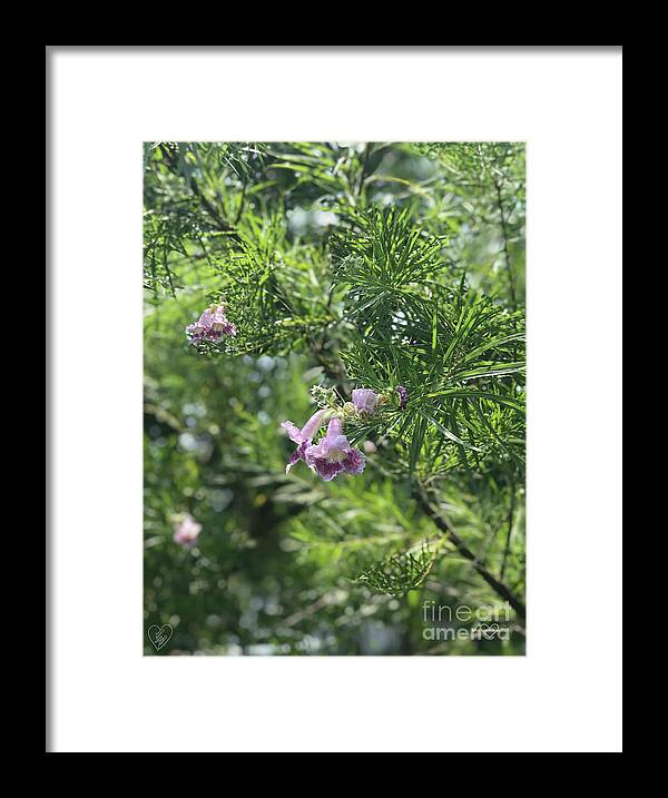 Desert Willow Whispers - Framed Print