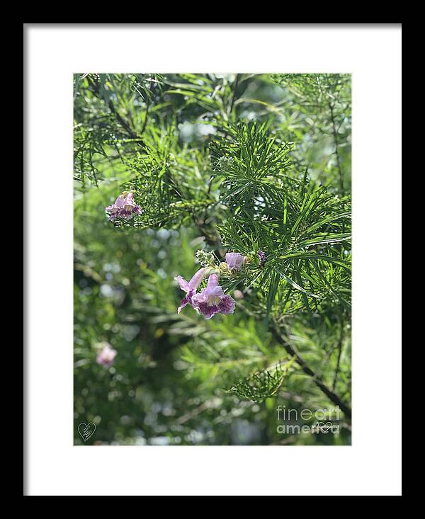 Desert Willow Whispers - Framed Print