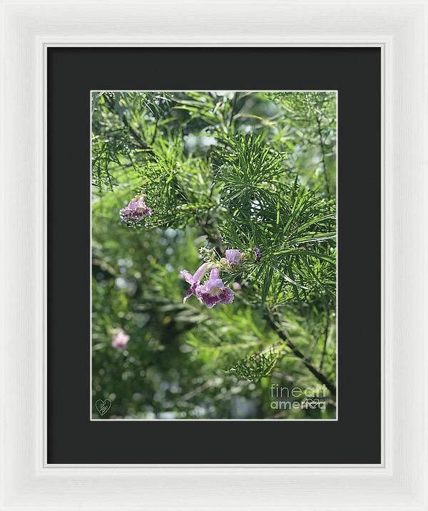 Desert Willow Whispers - Framed Print