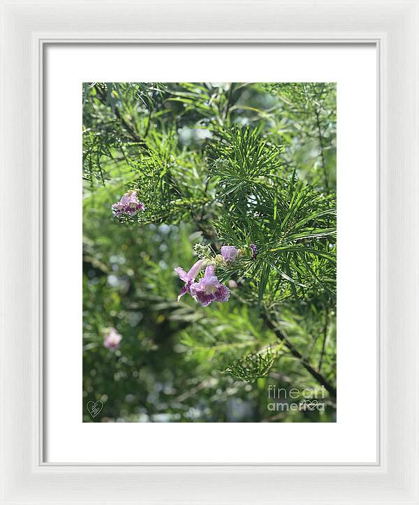 Desert Willow Whispers - Framed Print