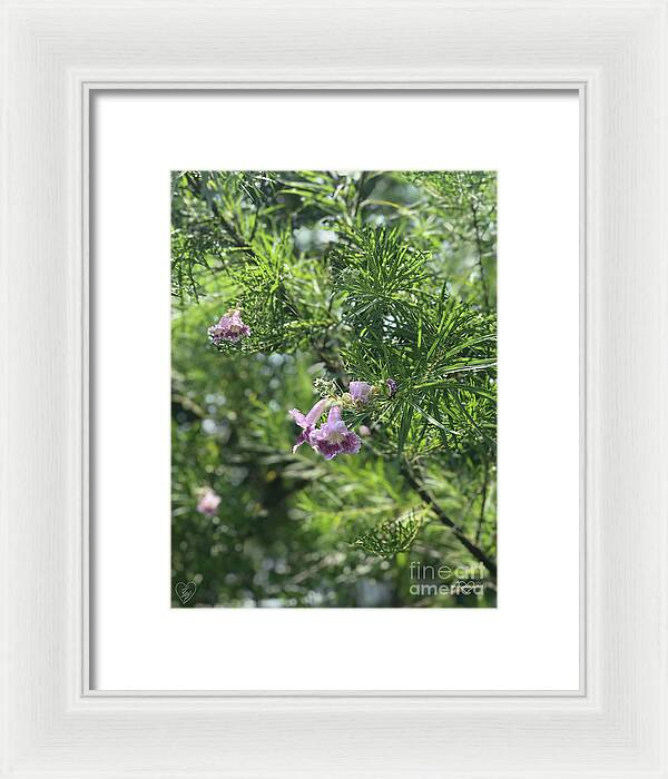 Desert Willow Whispers - Framed Print