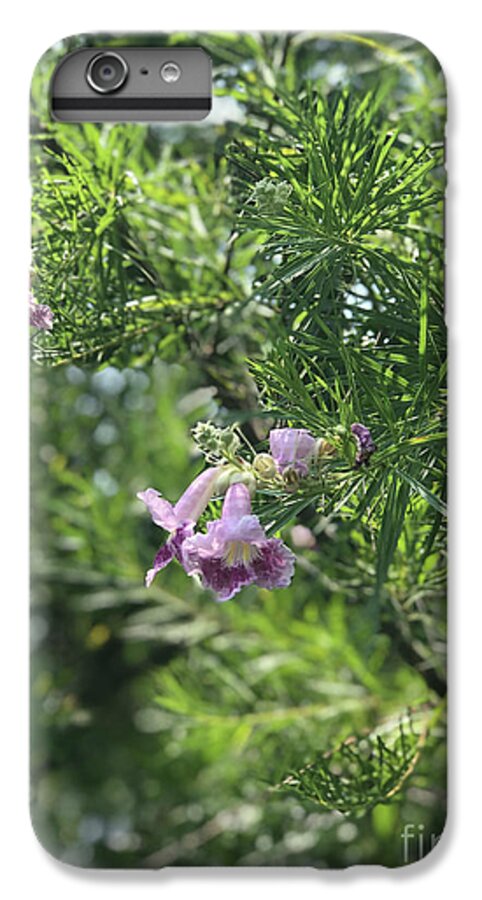 Desert Willow Whispers - Phone Case