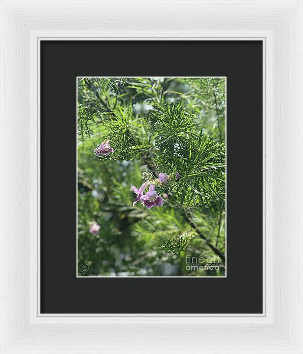 Desert Willow Whispers - Framed Print