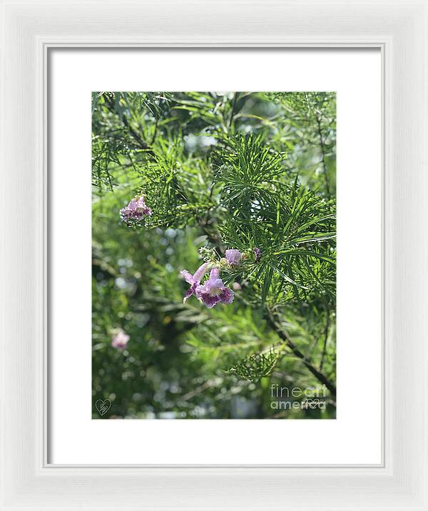 Desert Willow Whispers - Framed Print