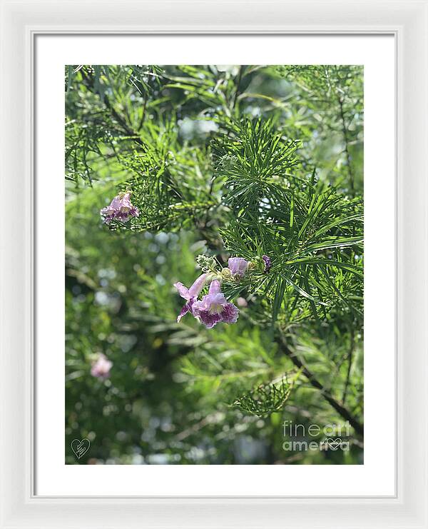 Desert Willow Whispers - Framed Print