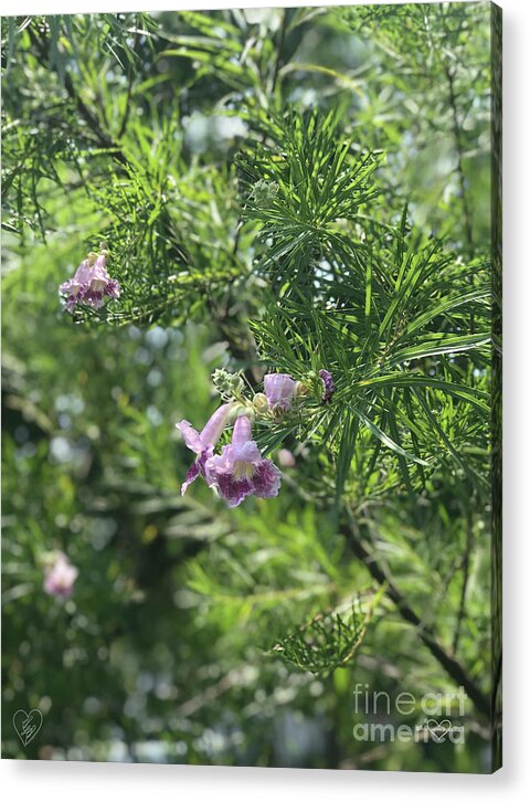 Desert Willow Whispers - Acrylic Print