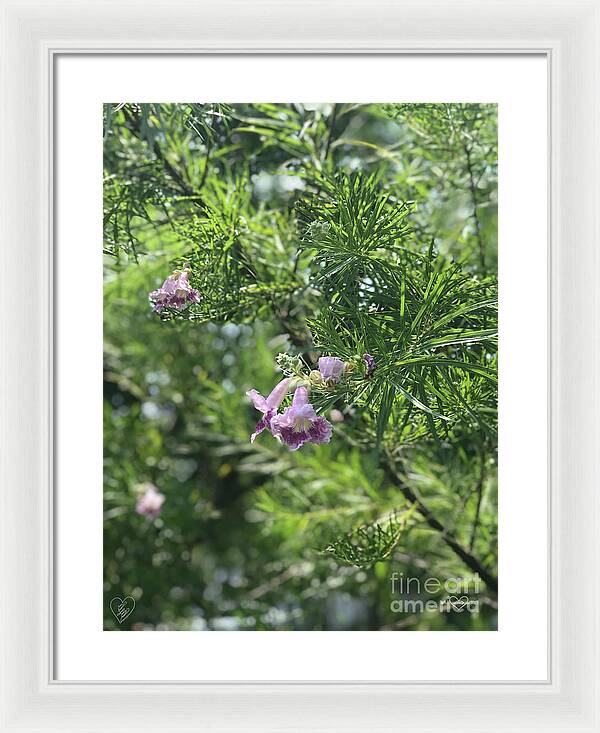 Desert Willow Whispers - Framed Print