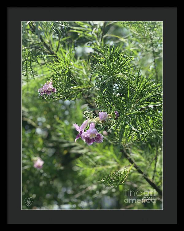 Desert Willow Whispers - Framed Print