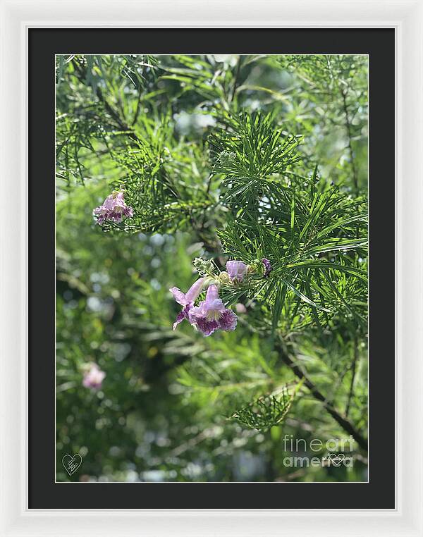 Desert Willow Whispers - Framed Print