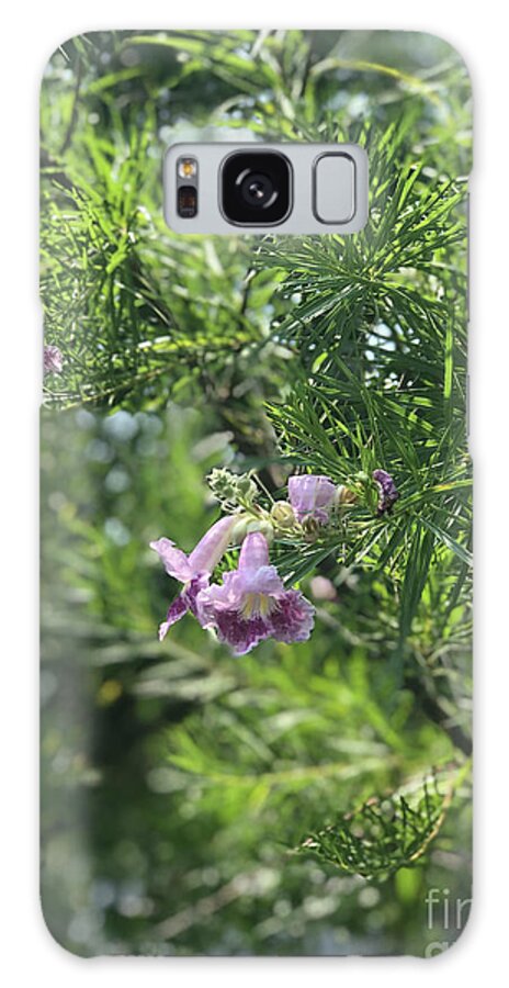 Desert Willow Whispers - Phone Case