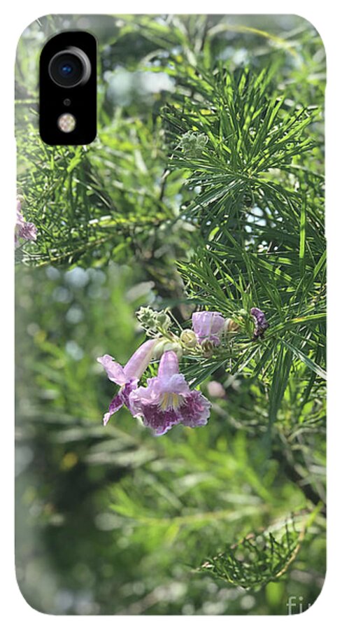 Desert Willow Whispers - Phone Case