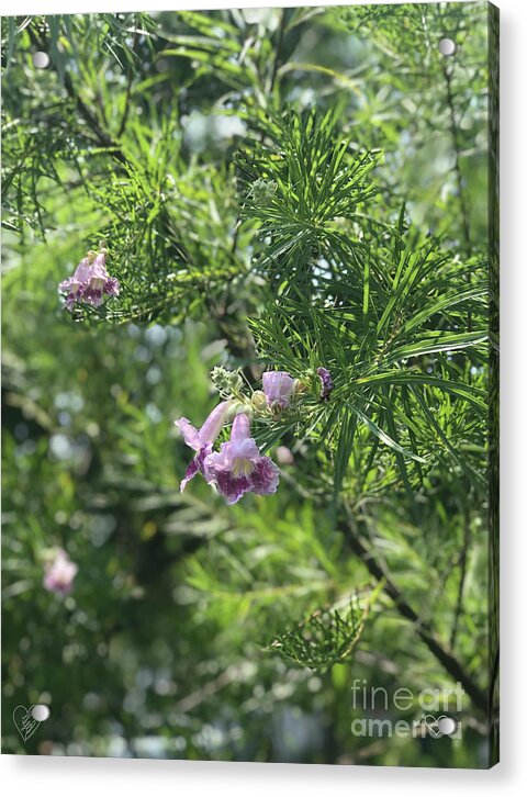 Desert Willow Whispers - Acrylic Print