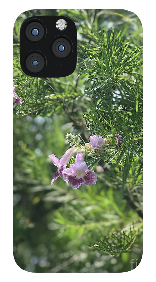 Desert Willow Whispers - Phone Case