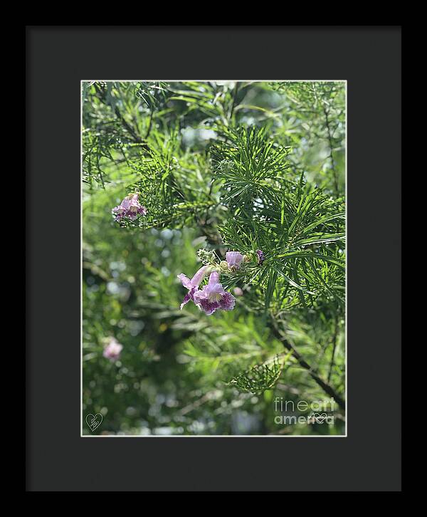 Desert Willow Whispers - Framed Print