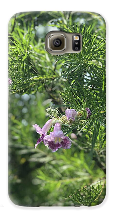 Desert Willow Whispers - Phone Case