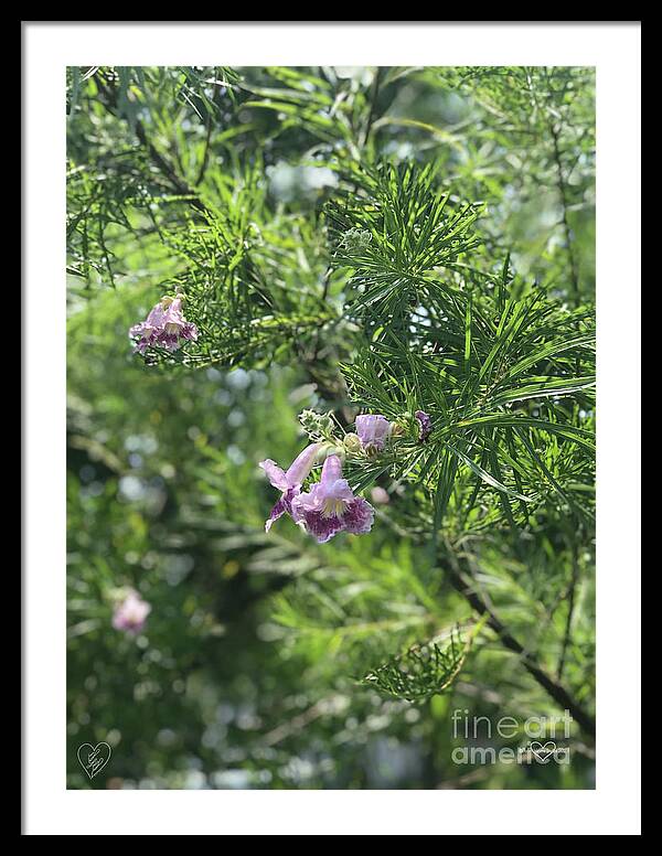 Desert Willow Whispers - Framed Print