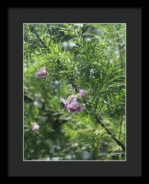 Desert Willow Whispers - Framed Print