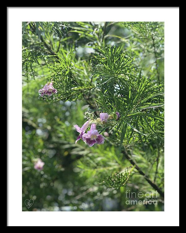 Desert Willow Whispers - Framed Print