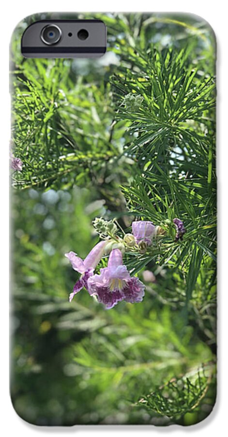 Desert Willow Whispers - Phone Case