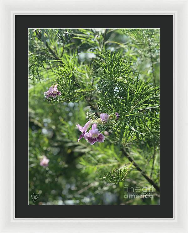 Desert Willow Whispers - Framed Print