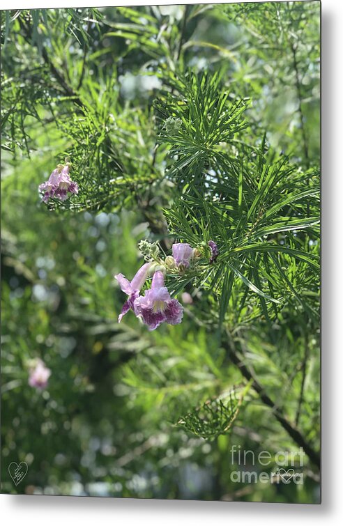 Desert Willow Whispers - Metal Print