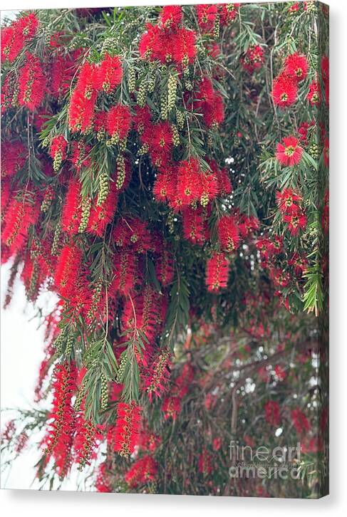 Nature's Fluffy Fireworks - Canvas Print