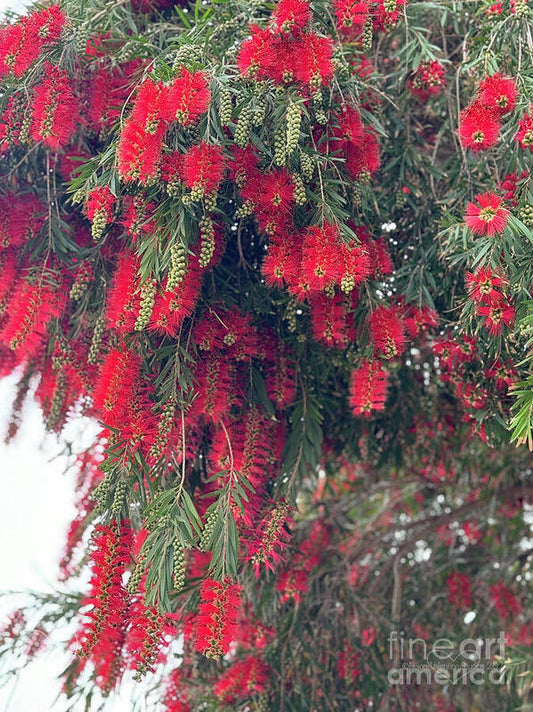 Nature's Fluffy Fireworks - Art Print