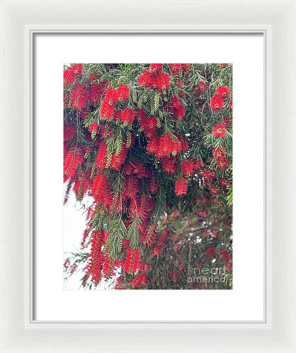 Nature's Fluffy Fireworks - Framed Print