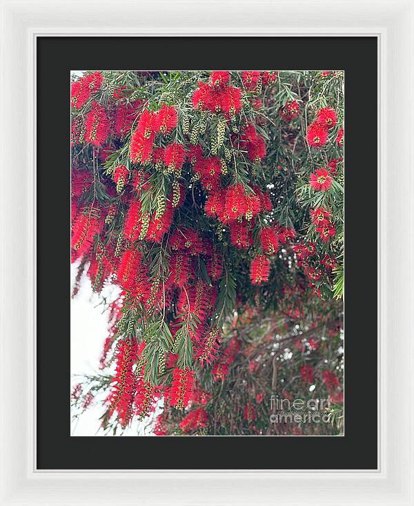 Nature's Fluffy Fireworks - Framed Print