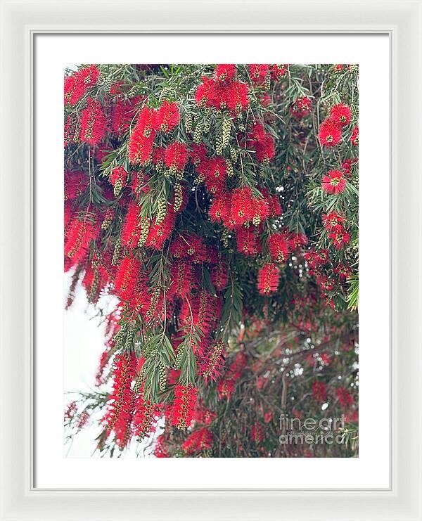 Nature's Fluffy Fireworks - Framed Print