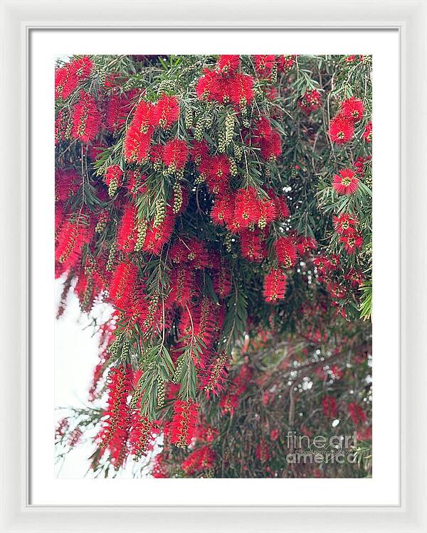 Nature's Fluffy Fireworks - Framed Print