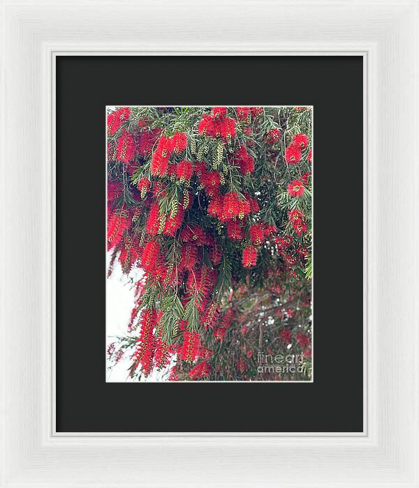 Nature's Fluffy Fireworks - Framed Print