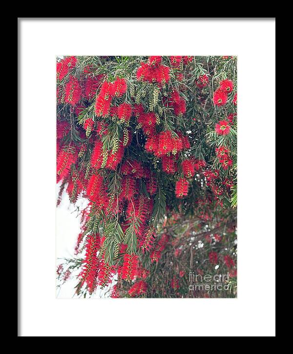 Nature's Fluffy Fireworks - Framed Print