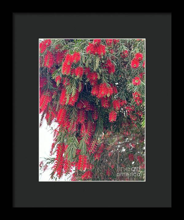 Nature's Fluffy Fireworks - Framed Print