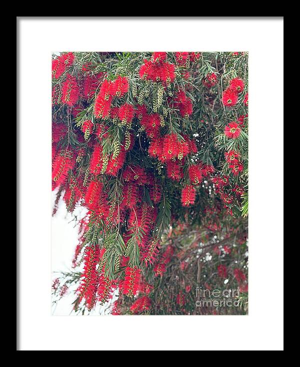 Nature's Fluffy Fireworks - Framed Print