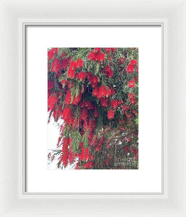 Nature's Fluffy Fireworks - Framed Print