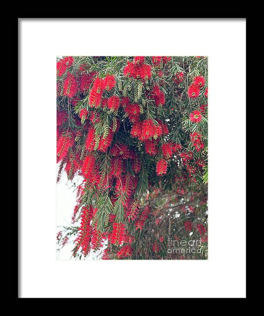 Nature's Fluffy Fireworks - Framed Print