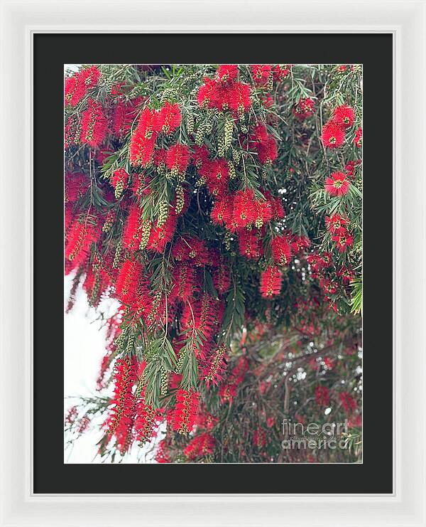 Nature's Fluffy Fireworks - Framed Print