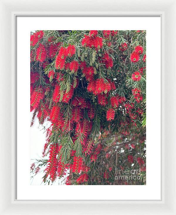 Nature's Fluffy Fireworks - Framed Print